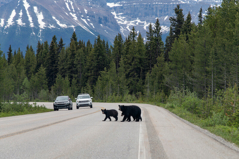 Black Bears Crossing Icefields Parkway