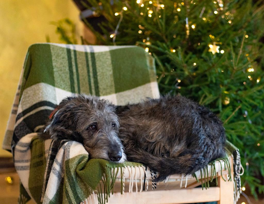 Dog on a chair with a blanket.